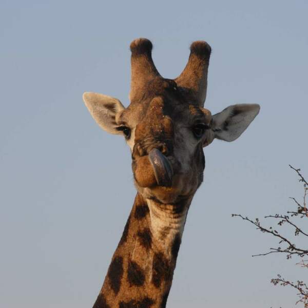 Motorradreisen Sudafrika Landschaften Dorf Nachmittag